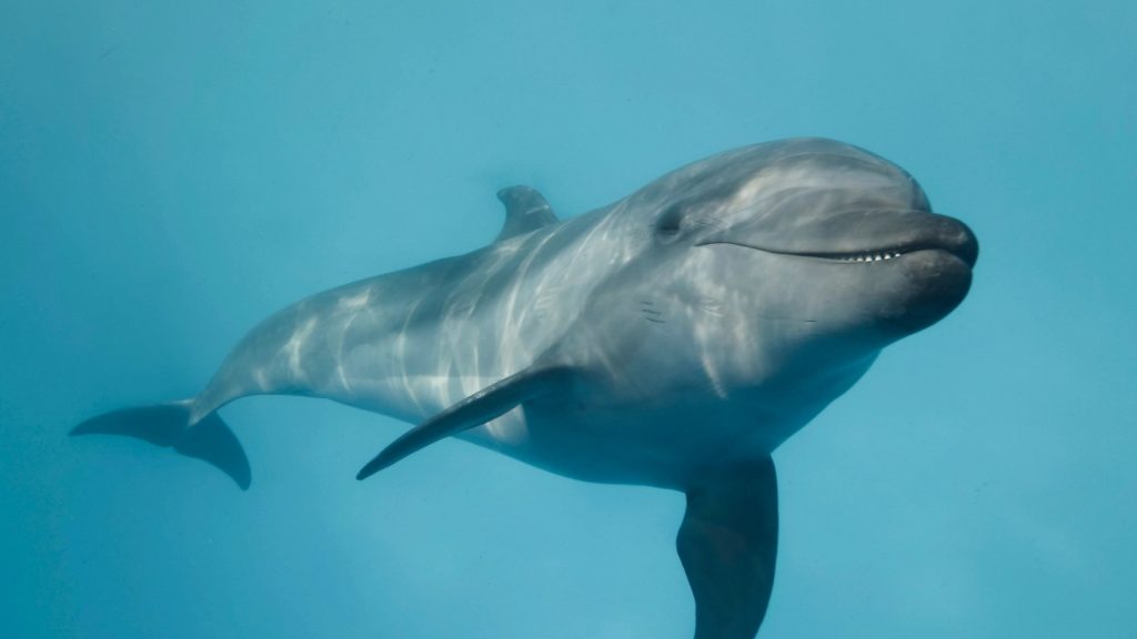 a dolphin