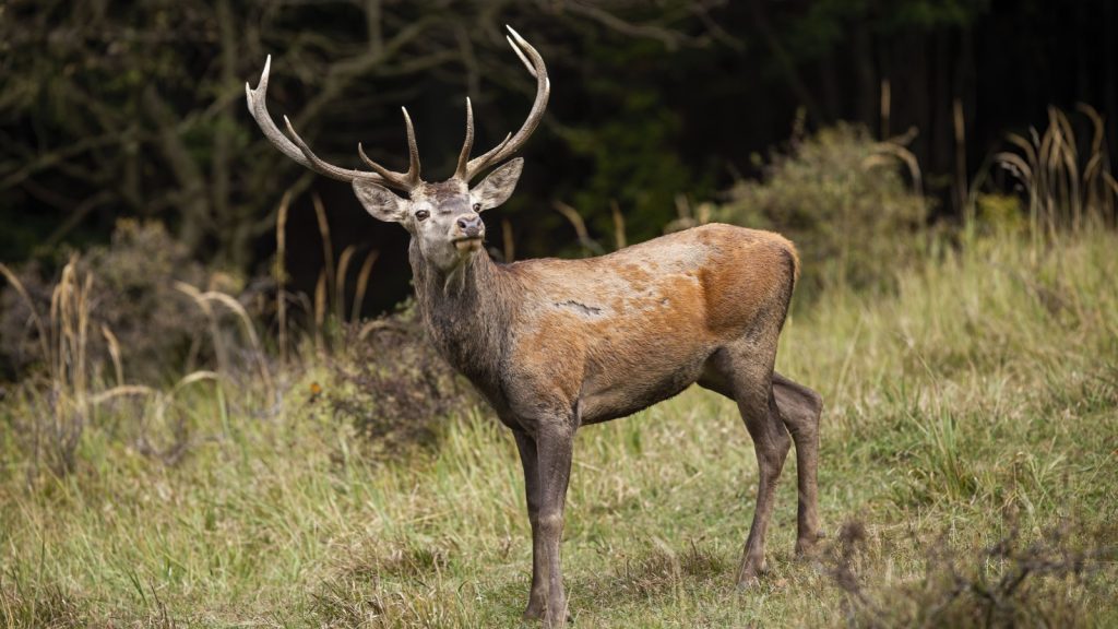 Red deer