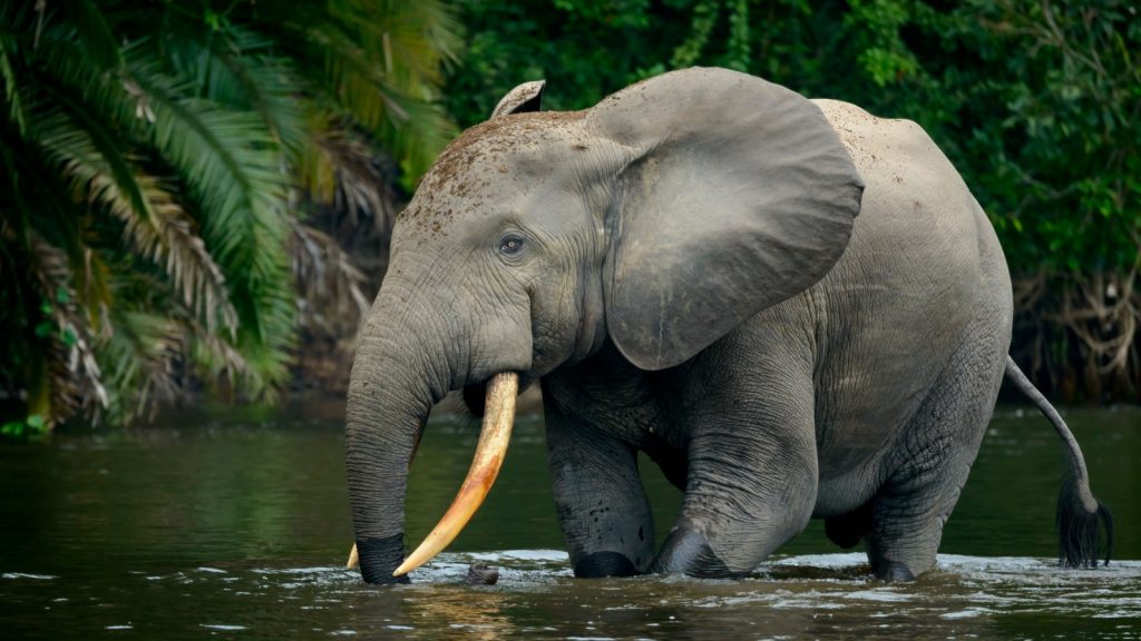 African Forest Elephant
