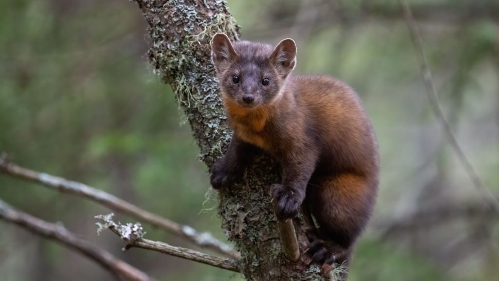 Pine Marten