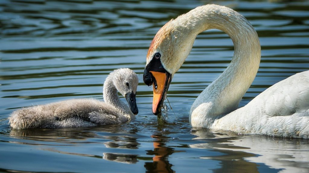 young and old swan