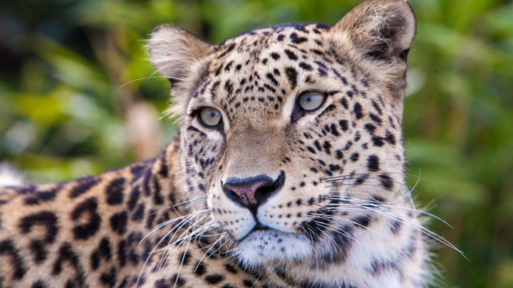 Amur Leopard
