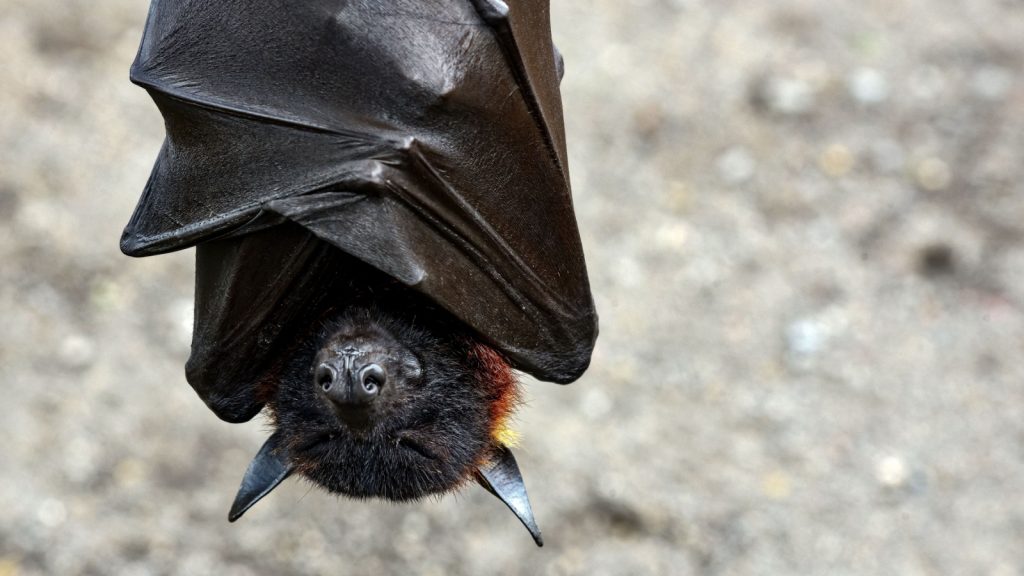 Bat