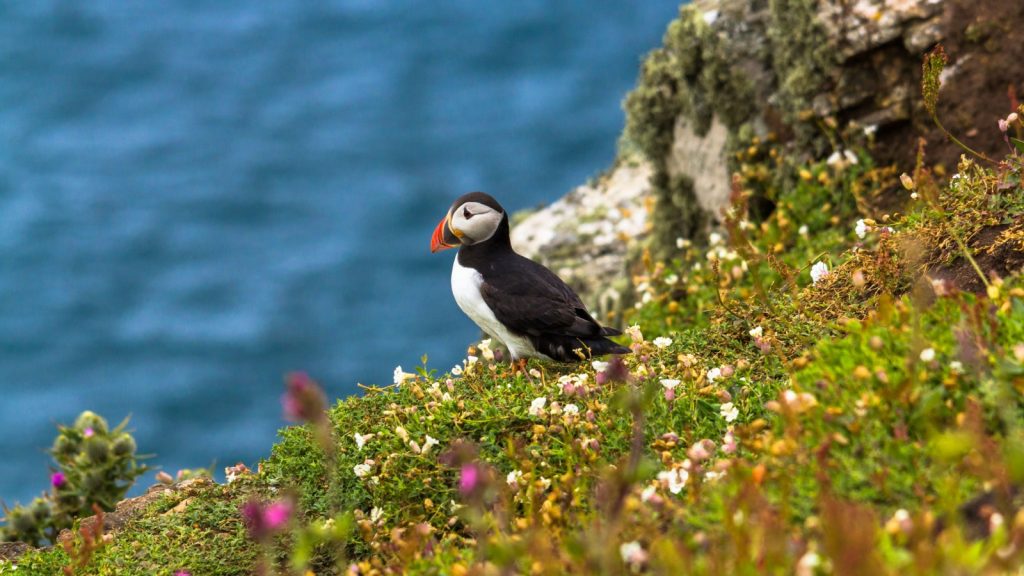 Puffin