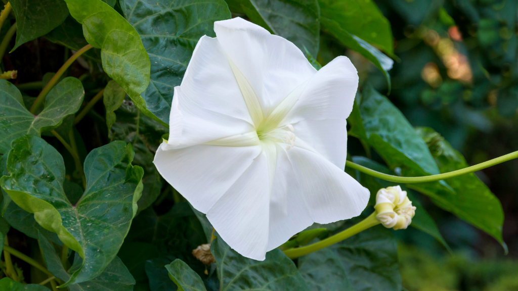 moonflower