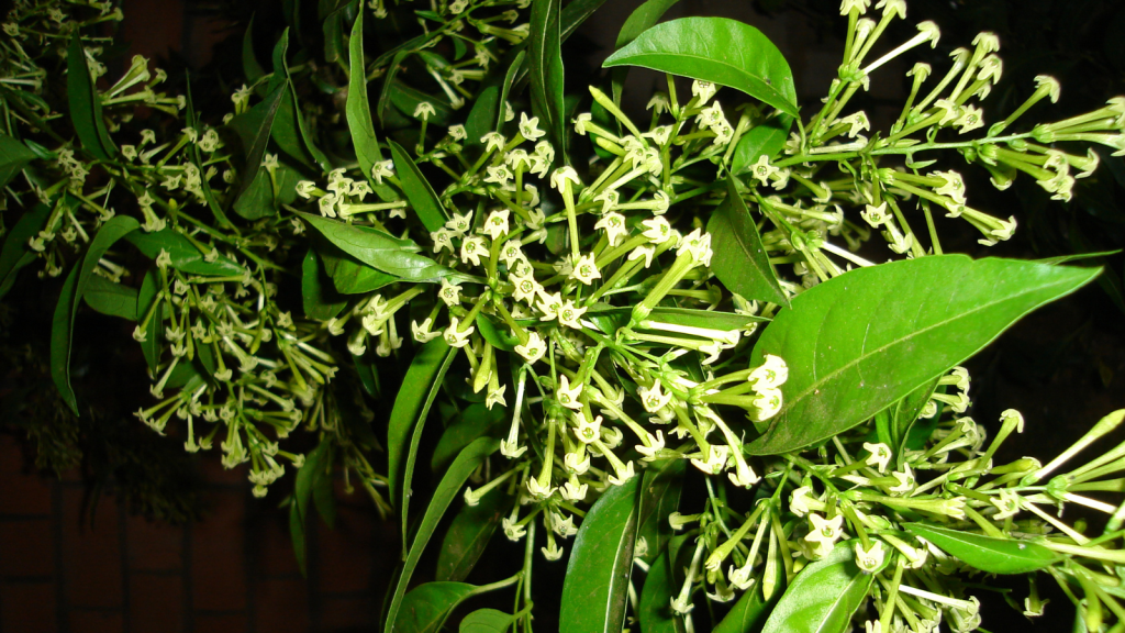 Night-Blooming Jasmine
