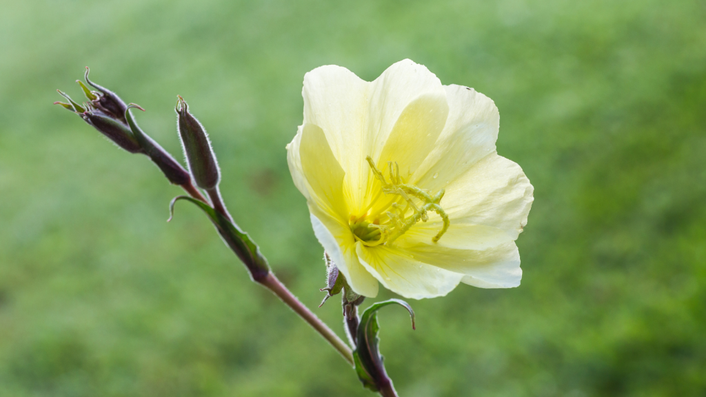 Evening Primrose
