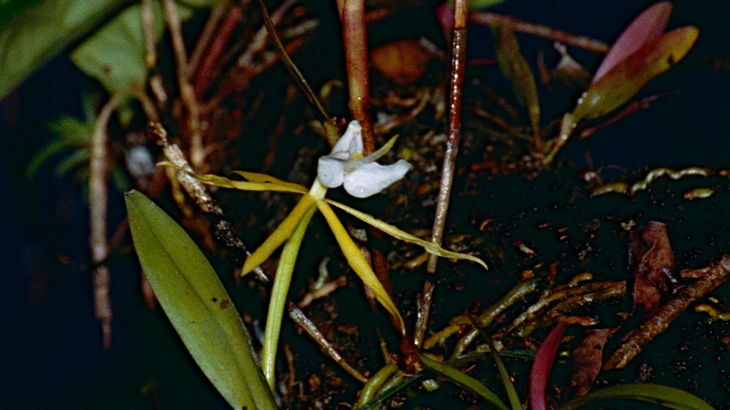 Night-Scented Orchid
