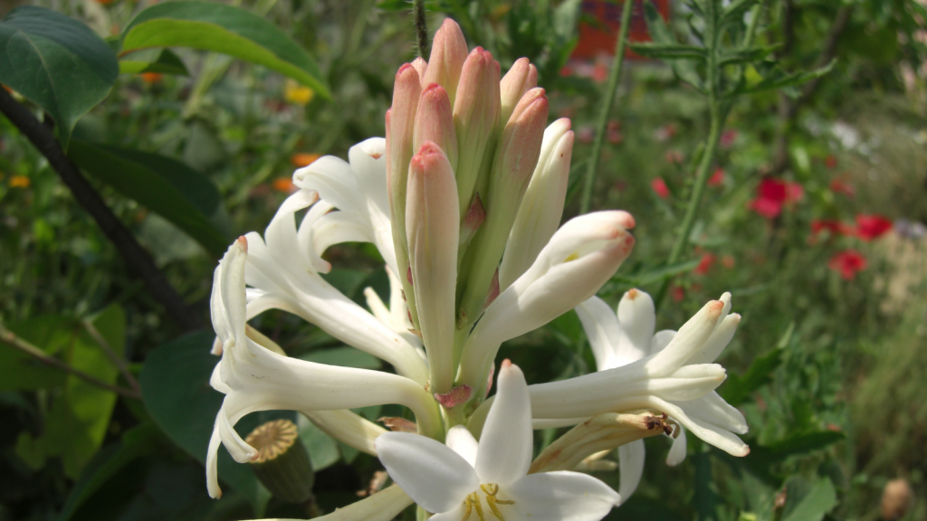 Tuberose
