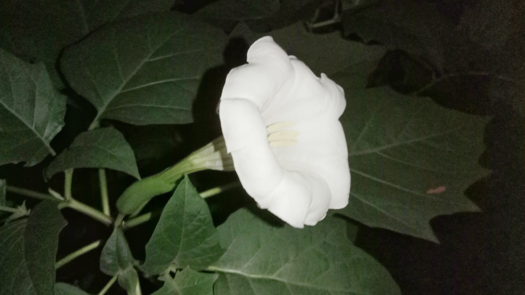 Datura
