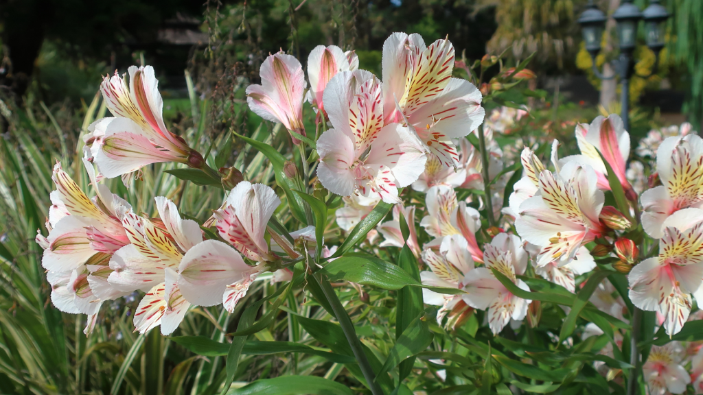 Casablanca Lily
