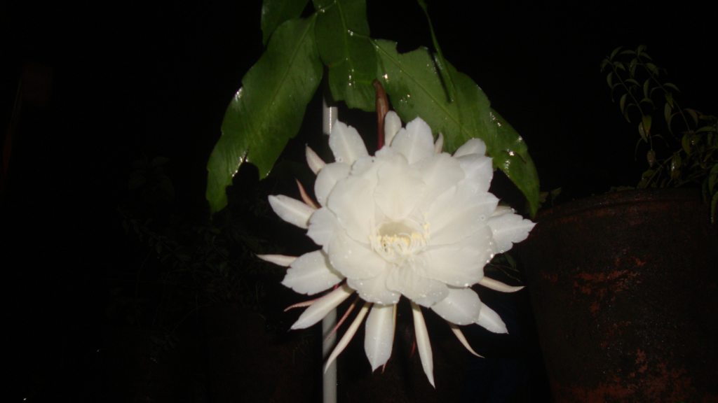 Queen of the Night Cactus
