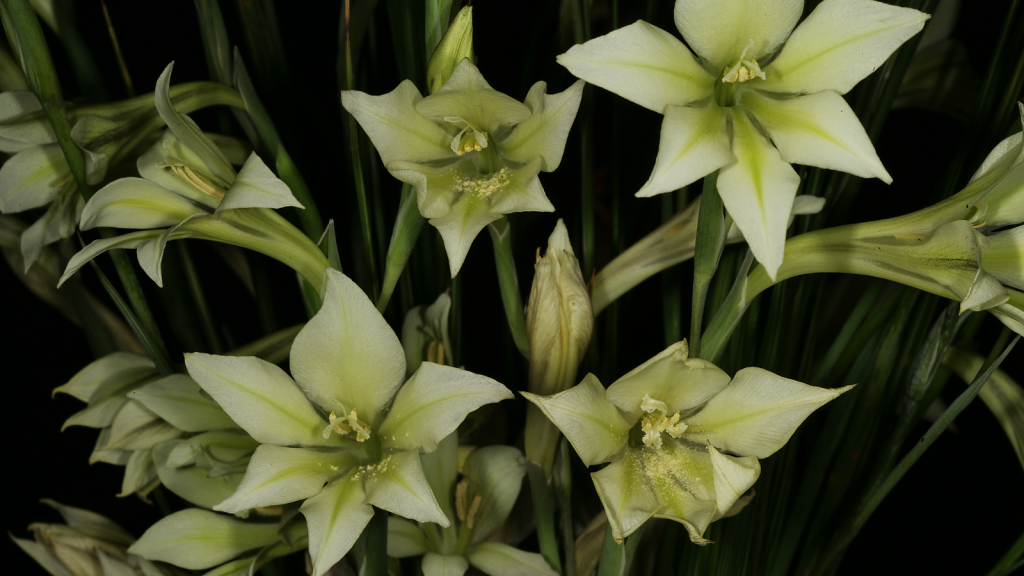 Gladiolus tristis
