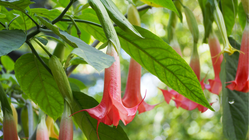 angel's trumpet
