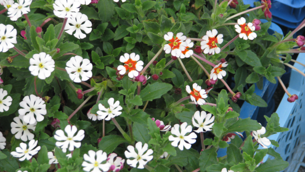 night phlox
