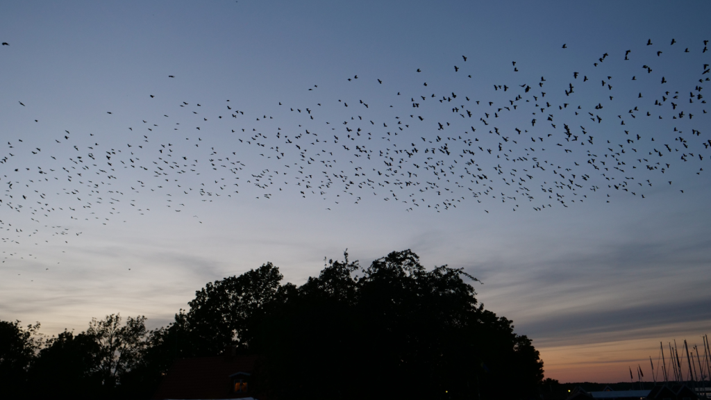 murmuration