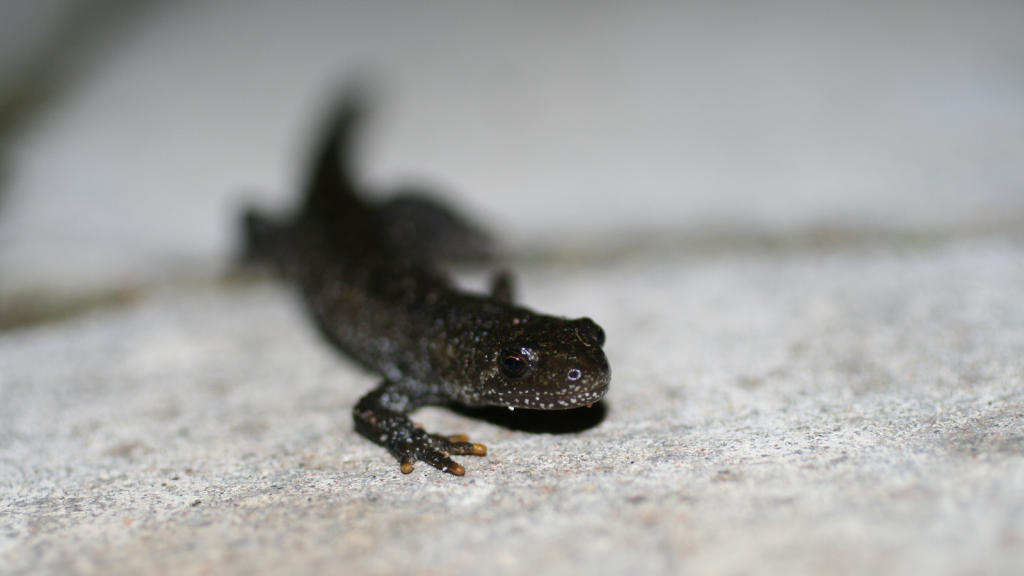 Great Crested Newt