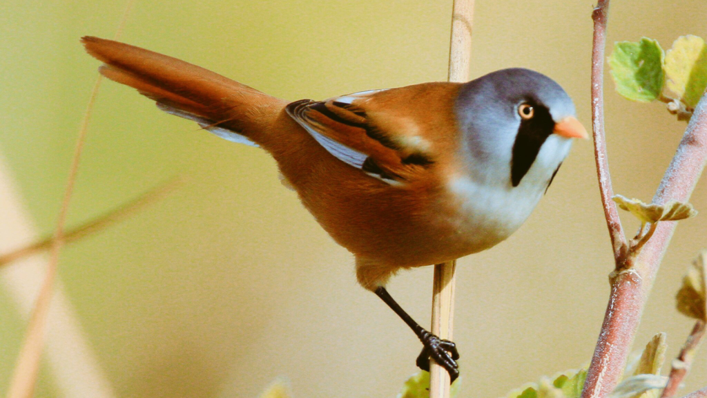 Bearded tit