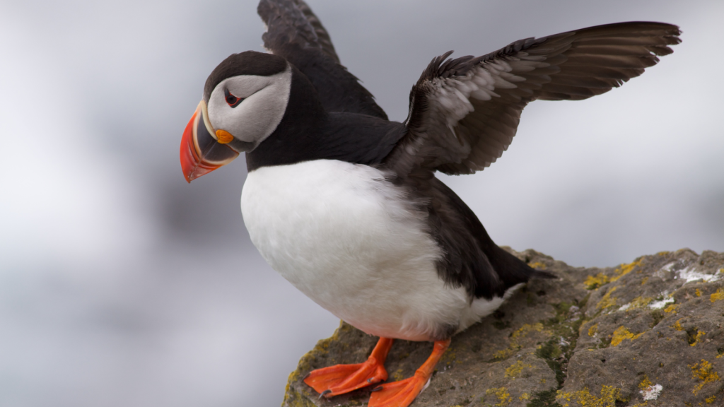 Atlantic Puffin