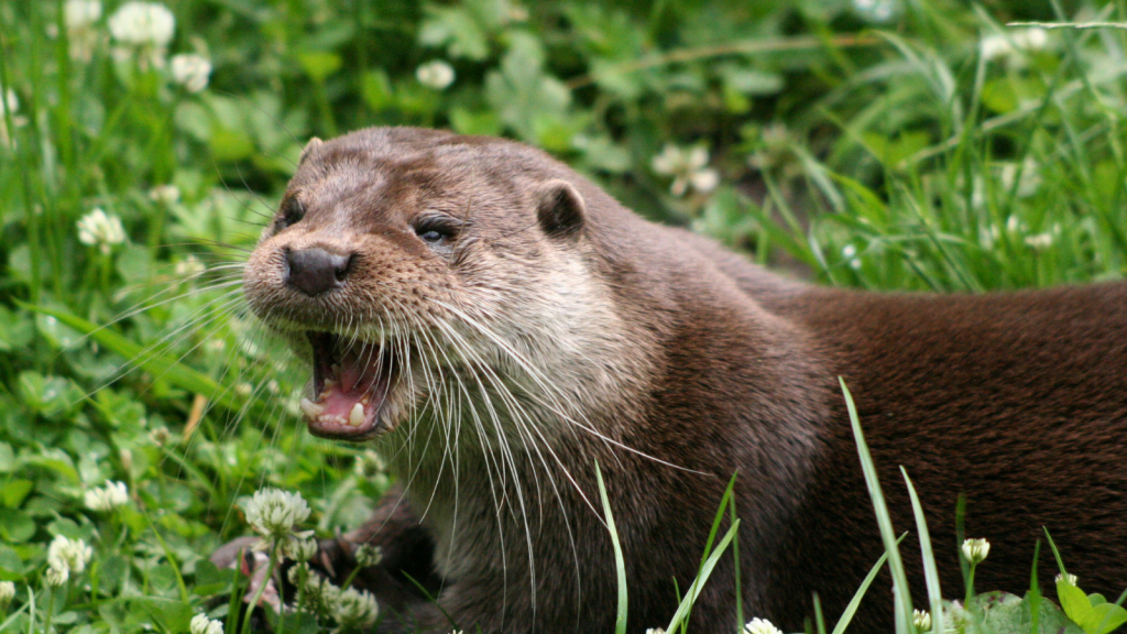 Eurasian Otter