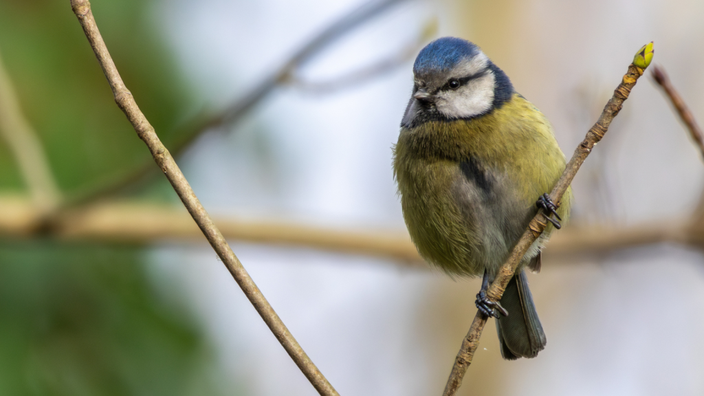 Blue tit