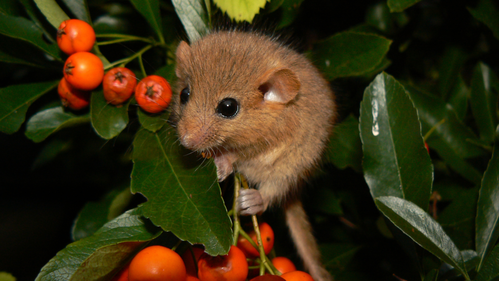 Hazel dormouse