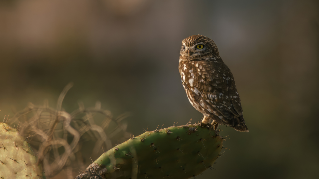 little owl