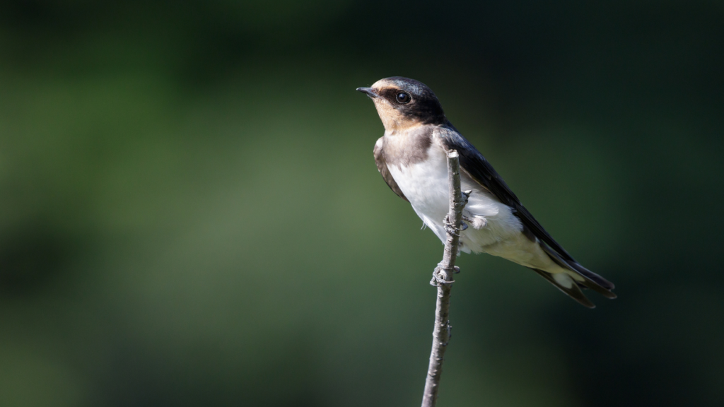 young bird