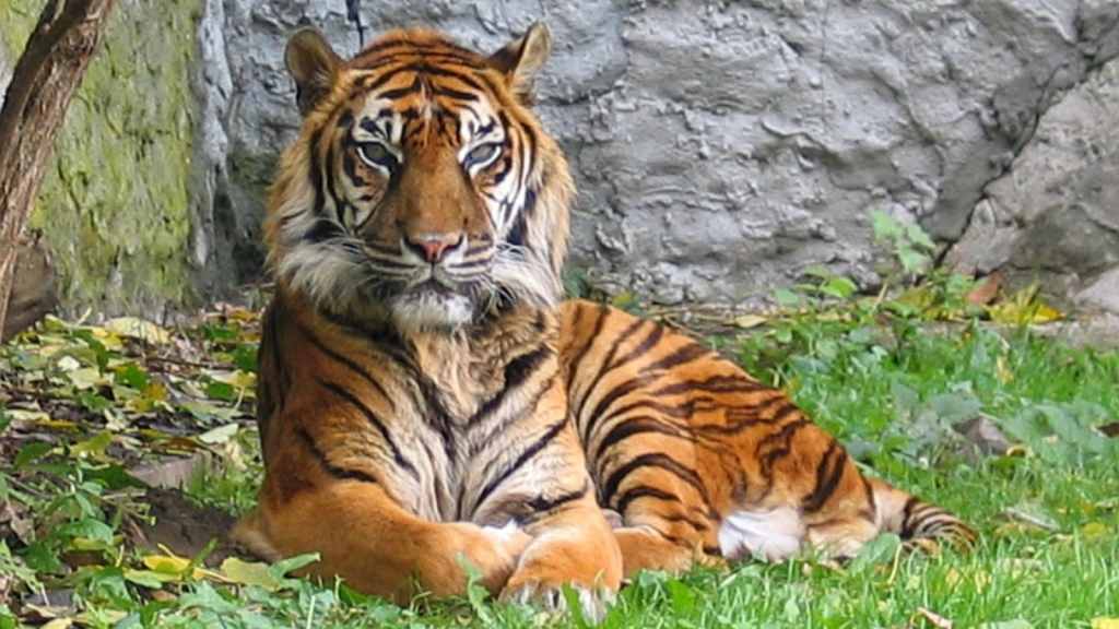 Sumatran Tiger
