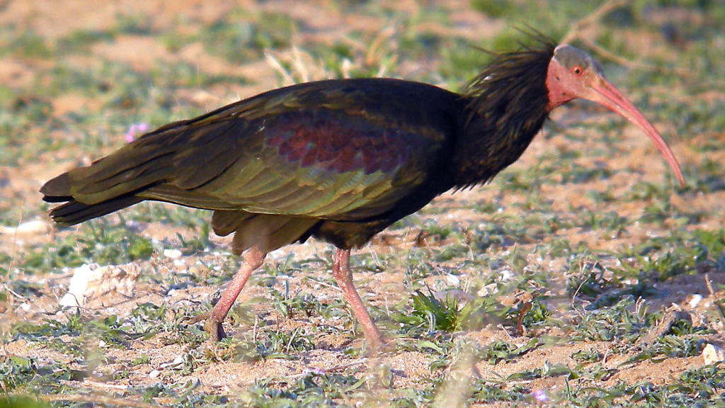 Northern Bald Ibis
