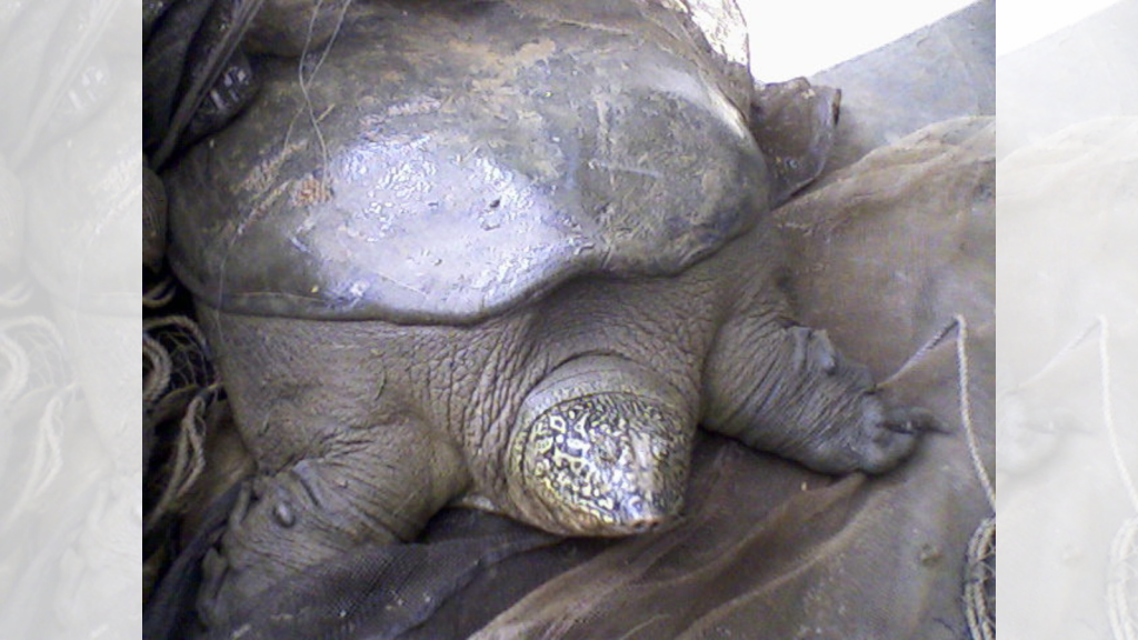 Yangtze Giant Softshell Turtle
