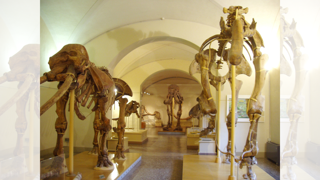 Museum of Paleontology
