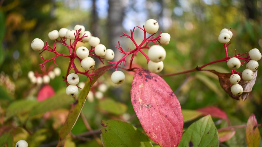 White Baneberry (Doll’s Eyes)