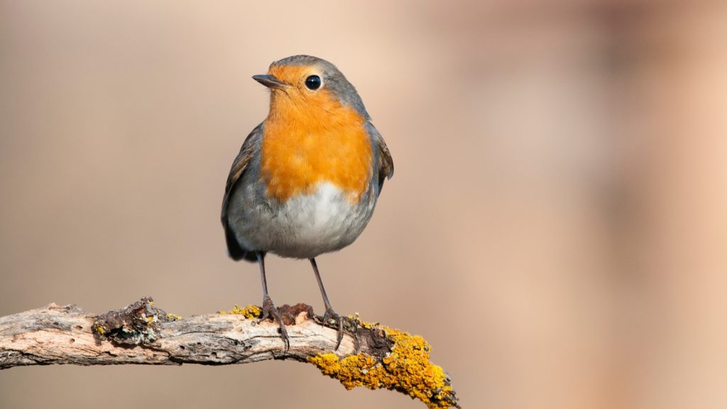 Robin Bird