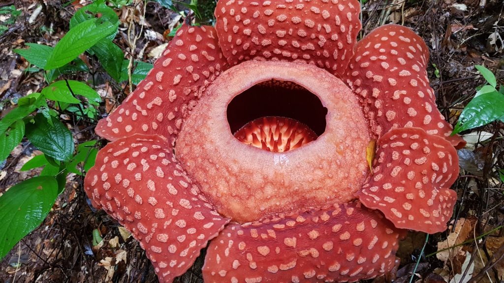 Rafflesia arnoldii