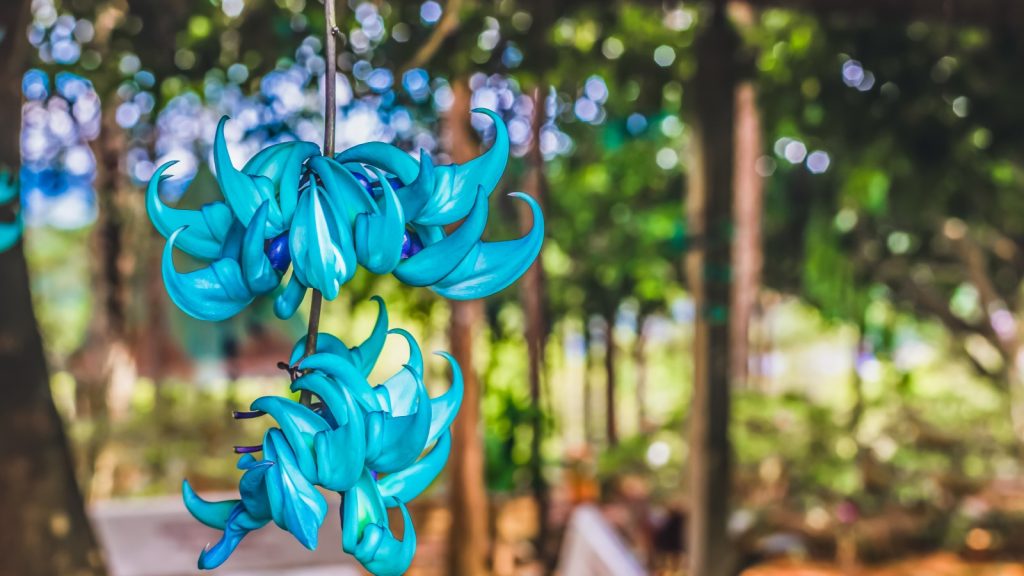 Jade Vine