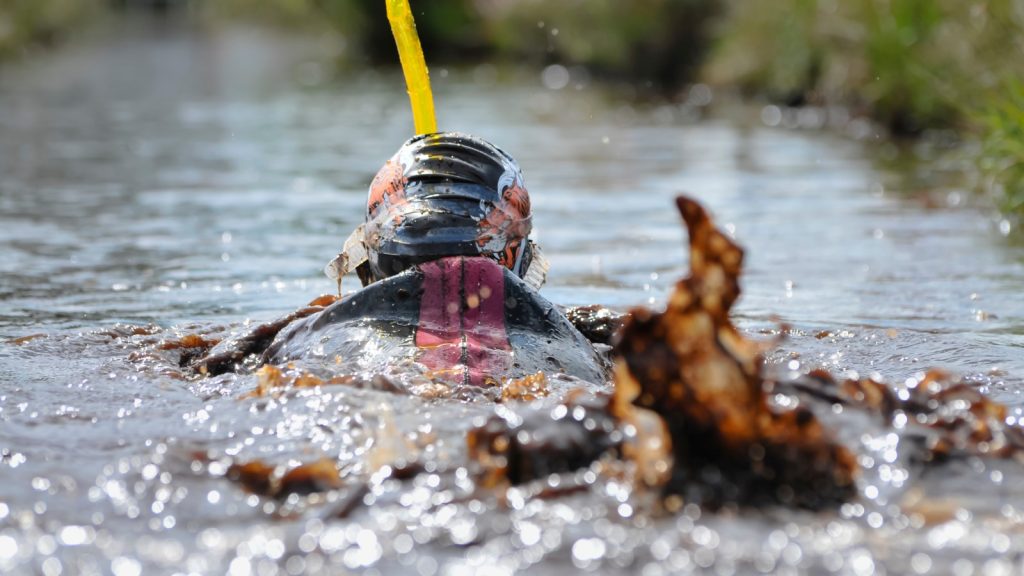 Bog Snorkeling