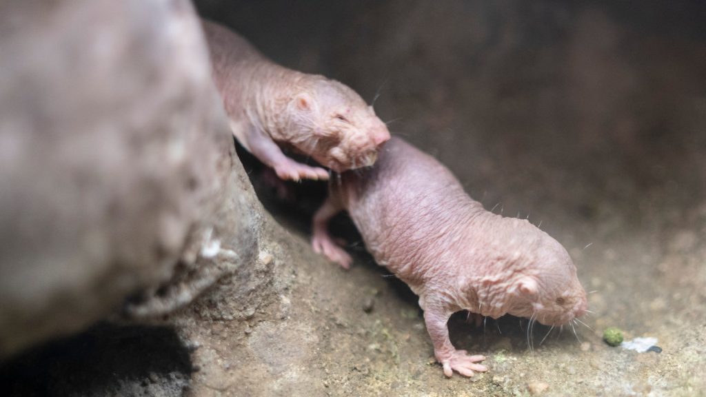 Naked Mole Rats 