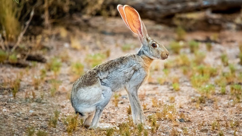  Antelope Jackrabbits