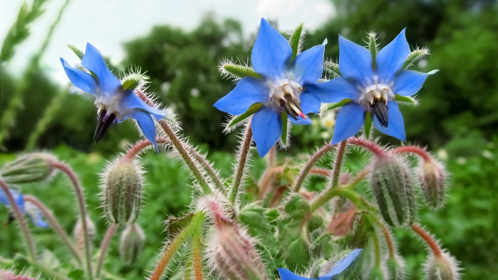 Borage Flower