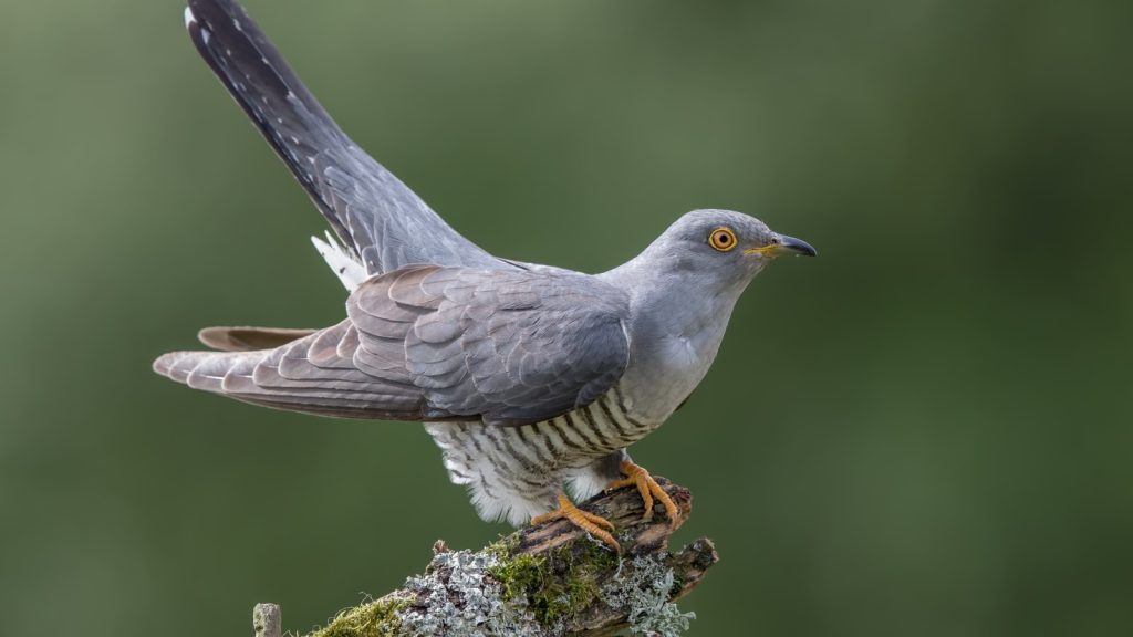 Cuckoo bird