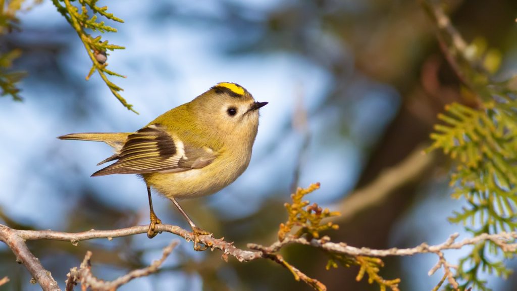 Goldcrest Bird