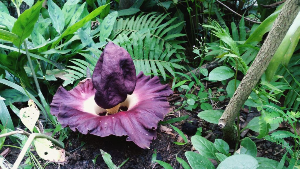 Corpse Flower