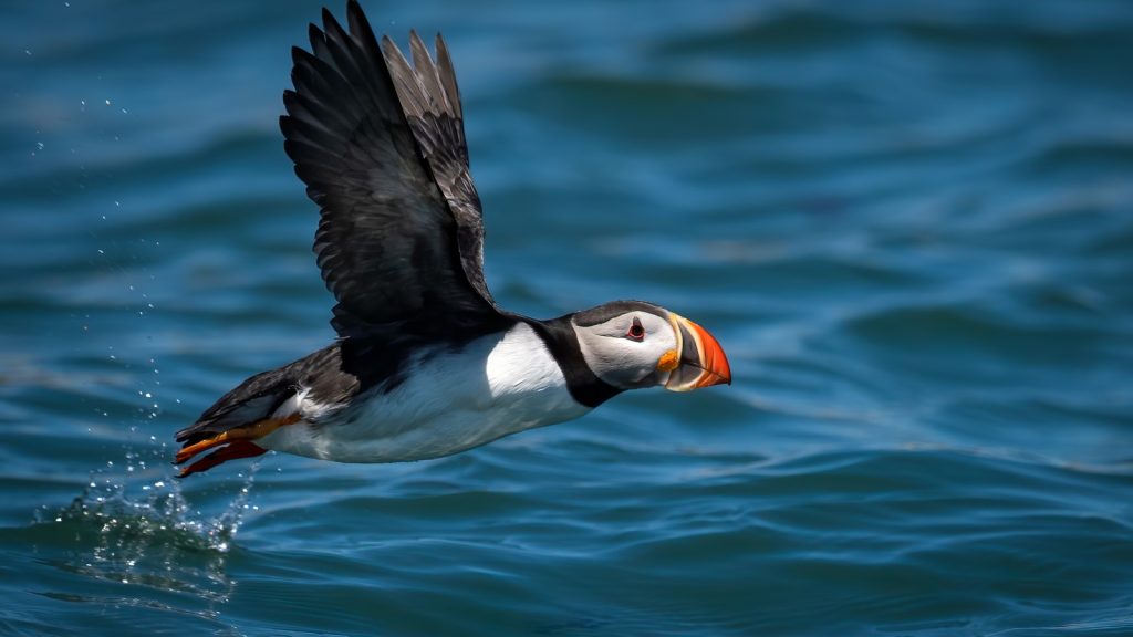 Puffin Bird