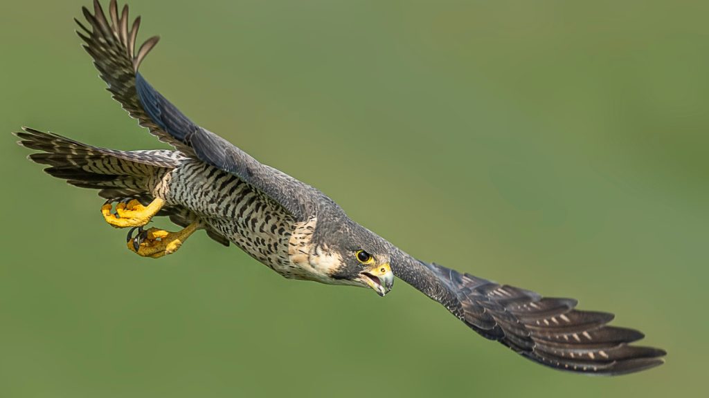 Peregrine Bird