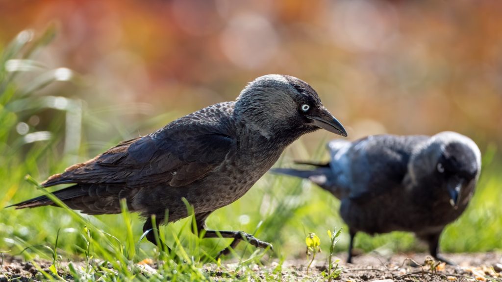 Jackdaw Birds