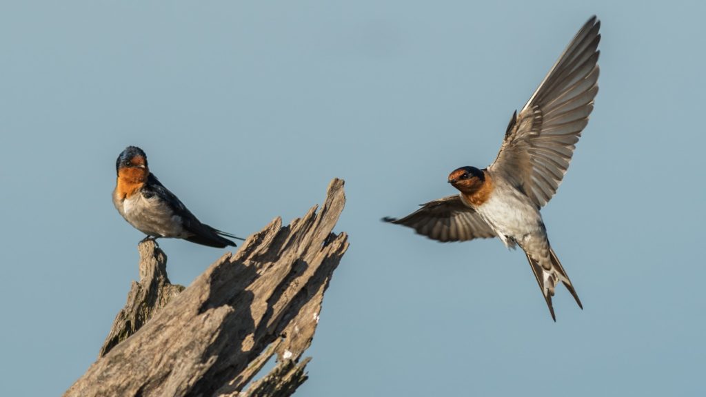 Swallow Bird