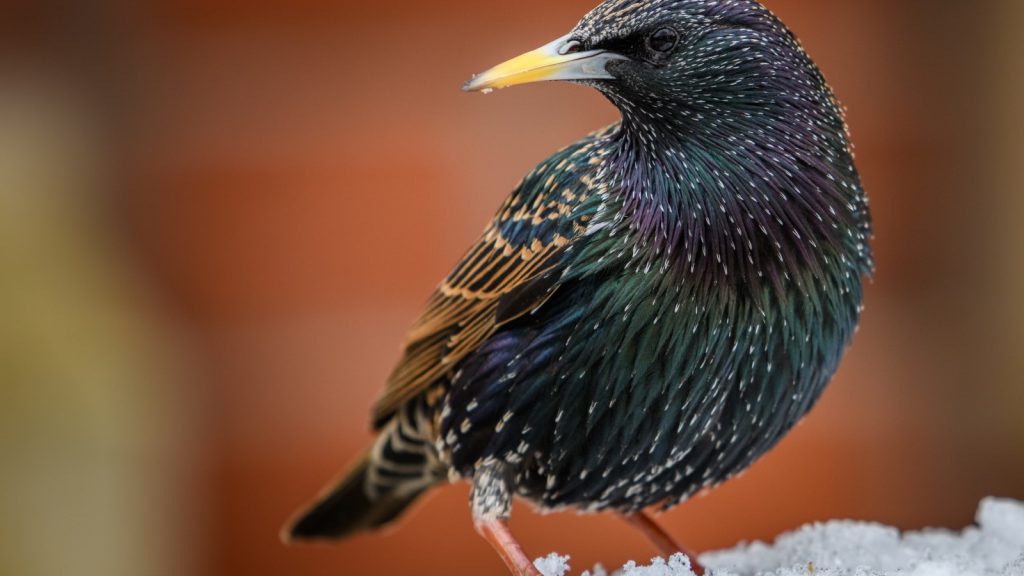 Starling Bird