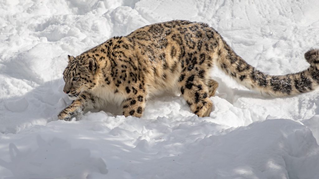 Snow Leopards