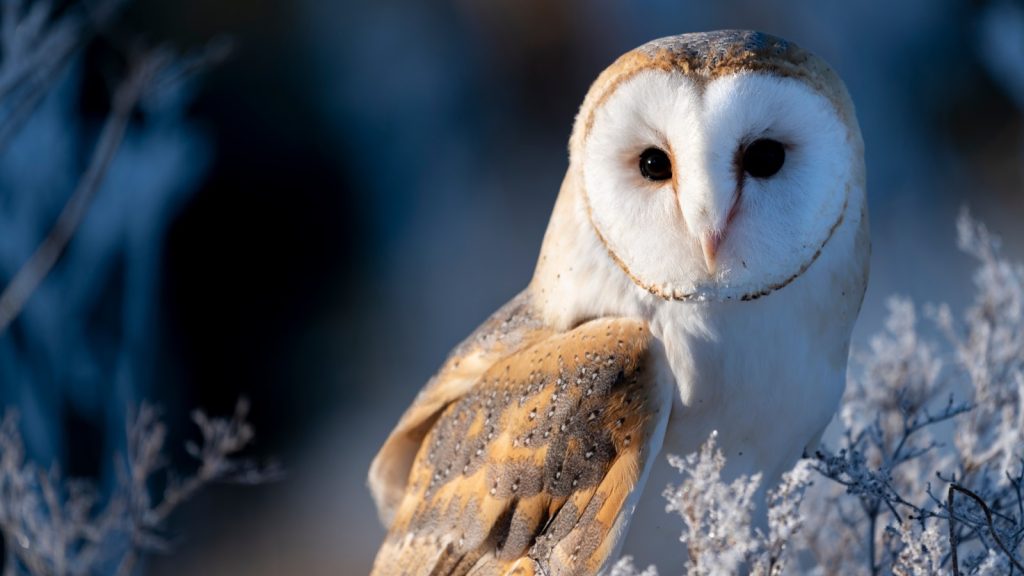 Barn Owl Bird